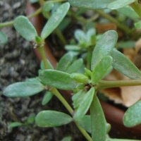 Postelein (Portulaca oleracea var. sativa) bio zaad