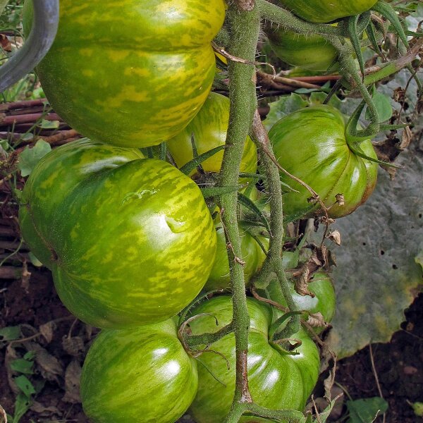 Gestreepte tomaat Grünes Zebra (Solanum lycopersicum) bio zaad