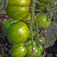 Gestreepte tomaat Groene Zebra (Solanum lycopersicum) bio...