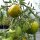 Gestreepte tomaat Grünes Zebra (Solanum lycopersicum) bio zaad