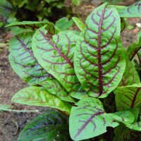 Bloedzuring (Rumex sanguineus) bio zaad