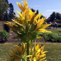 Gele gentiaan (Gentiana lutea)  bio zaad