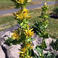 Gele gentiaan (Gentiana lutea)  bio zaad