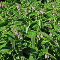 Smeerwortel (Symphytum officinale) bio zaad