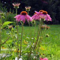 Rode zonnehoed / Rudbeckia (Echinacea purpurea) bio zaad