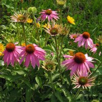 Rode zonnehoed / Rudbeckia (Echinacea purpurea) bio zaad