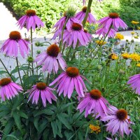 Rode zonnehoed / Rudbeckia (Echinacea purpurea) bio zaad