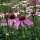 Rode zonnehoed / Rudbeckia (Echinacea purpurea) bio zaad