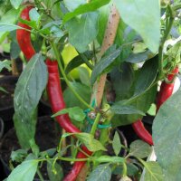 Spaanse peper Westlandse Lange Rode (Capsicum annuum) bio...