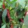 Spaanse peper Westlandse Lange Rode (Capsicum annuum) bio zaad
