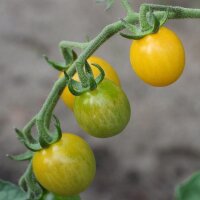 Gele wilde tomaat (Solanum pimpinellifolium) bio zaad