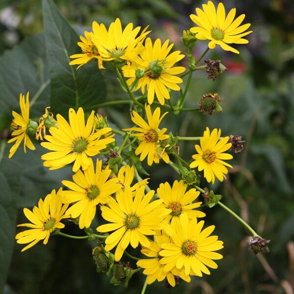 Zonnekroon (Silphium perfoliatum) bio zaad