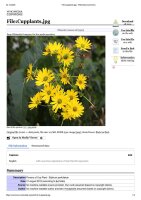 Zonnekroon (Silphium perfoliatum) bio zaad