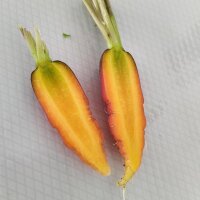 Kleurrijke wortel-mix (Daucus carota)