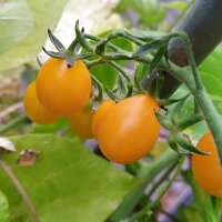 Galapagos-wilde tomaat (Solanum cheesmaniae) zaden