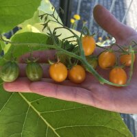 Galapagos-wilde tomaat (Solanum cheesmaniae) zaden