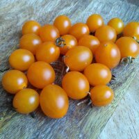 Galapagos-wilde tomaat (Solanum cheesmaniae) zaden