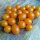 Galapagos-wilde tomaat (Solanum cheesmaniae) zaden