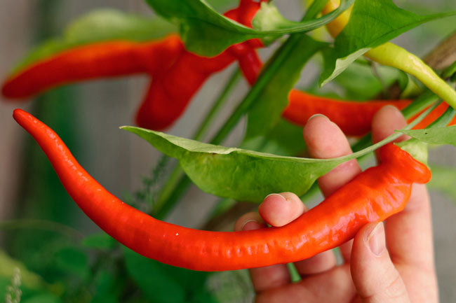 Paprika's en chilipepers succesvol opkweken Blogpost Illustration