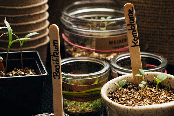 Zaailingen versterken - 7 tips voor sterke jonge planten uit de voorcultuur  Blogpost Illustration