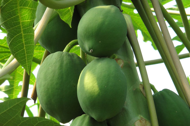 Zaden met een korte kiemkracht – De vergankelijke kracht van het leven  Blogpost Illustration