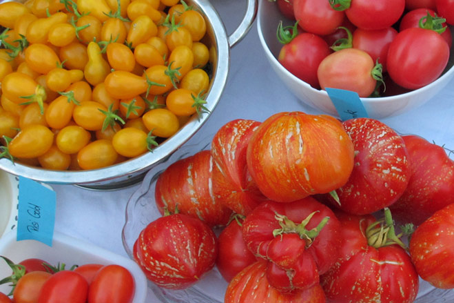 Tomaten zaaien - Zo vind je de juiste variëteit voor jouw tuin?  Blogpost Illustration