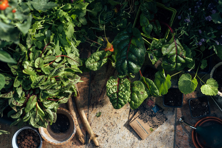 Stedelijke wildernis op het balkon: tussen asfalt en bloemen  Blogpost Illustration