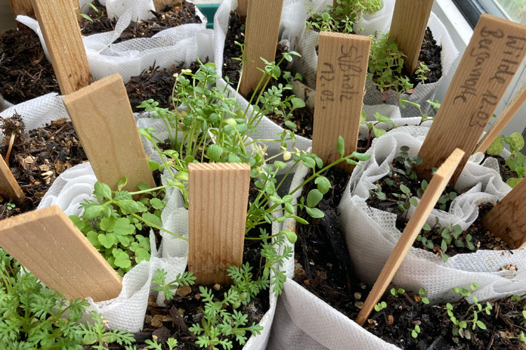 Voorteelt: Hoe je sterke jonge planten kweekt voor de tuin  Blogpost Illustration