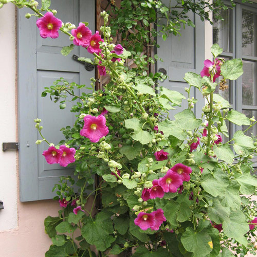 Gemeenschappelijke stokroosmix (Alcea rosea) Produktbild