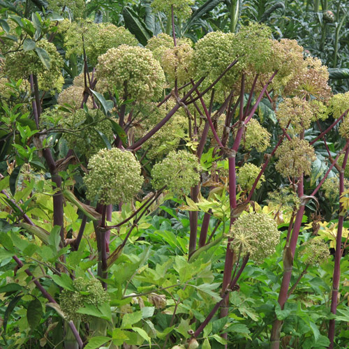 Grote engelwortel (Angelica archangelica)  Produktbild